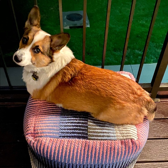 Meet Your Posher Dan - Picture 7 of 7